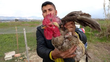 Sahibinin kesmeye kalktığı horoz 'Anne' diye bağırmaya başlayınca kesilmekten kurtuldu