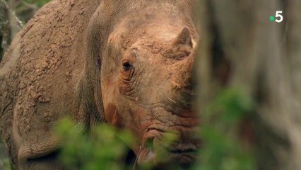 Aventures en Afrique du Sud - Le royaume des géants