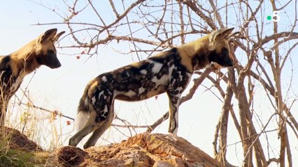 Aventures en Afrique du Sud - Prédateurs du Kalahari