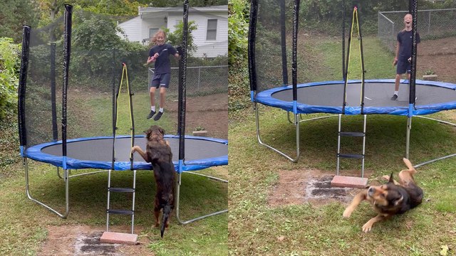 'Goofy dog knocked down onto the ground following funny trampoline fail'