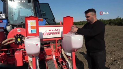 Ayçiçek yağı seferberliği sürüyor: O bölgeye ekim başladı