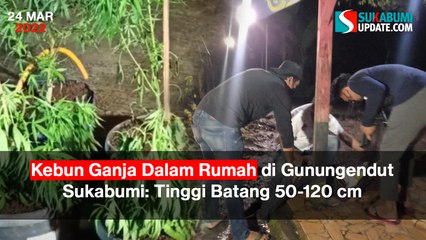 Tersangka Kebun Ganja di Gunung Endut Sukabumi Bertambah, Jadi 6 Orang