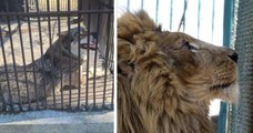 Des associations se sont mobilisées pour faire évacuer un loup et un lion d'un zoo ukrainien