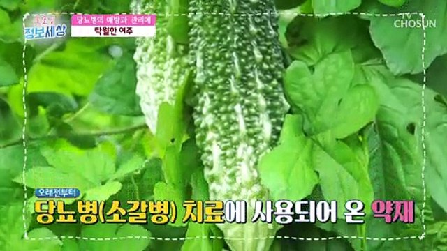 못생겼다 무시하지 마라! 혈당 잡는 ‘여주’ TV CHOSUN 220325 방송