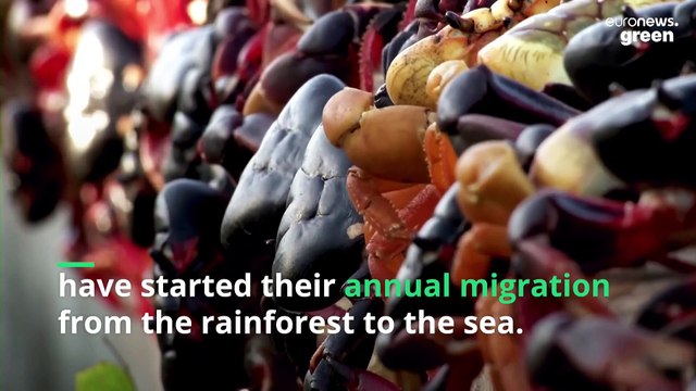 Swarm of crabs return to Cuba's beaches after a 'pandemic-induced recovery'