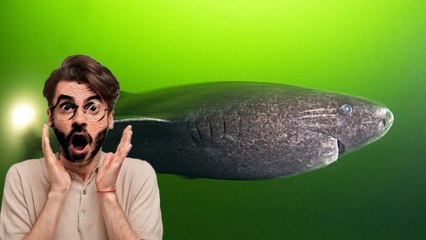 UK ಸಮುದ್ರತೀರದಲ್ಲಿ Greenland shark ಪತ್ತೆ: ಇದರ ಜೀವಿತಾವಧಿ ಎಷ್ಟು ಗೊತ್ತಾ? | Oneindia Kannada