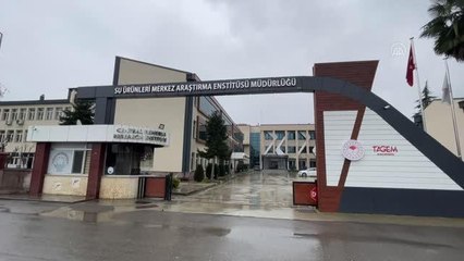 Karadeniz alabalığının ıslah edilerek daha hızlı büyümesi hedefleniyor