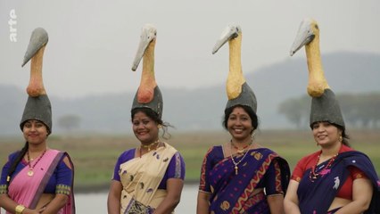 Assam, des indiennes au secours du marabout argala. Leptopilos dubius