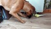 Budgie Wants Boxer's Ball
