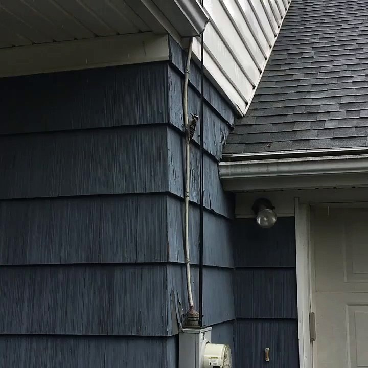 Woodpecker Hammering Away at House