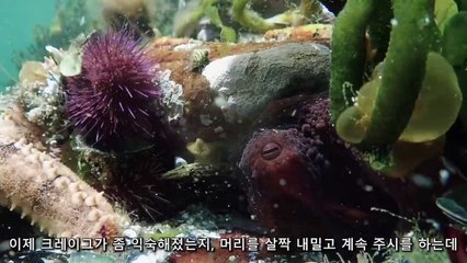이거 보면 문어 절대 못 먹음. 지능 개쩌는 문어 ㄷㄷㄷ
