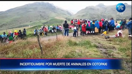 Investigan las causas de la muerte masiva de animales en Chimborazo