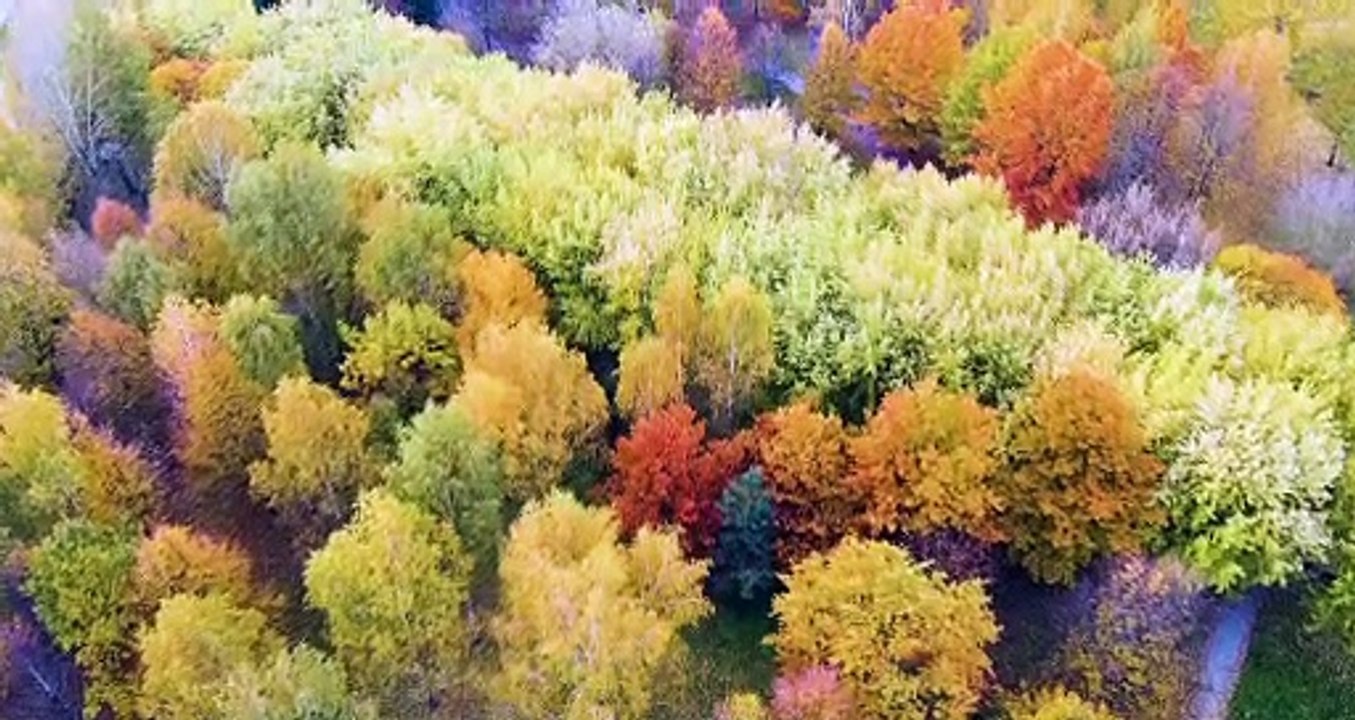Ornithology - Autumn Breeze