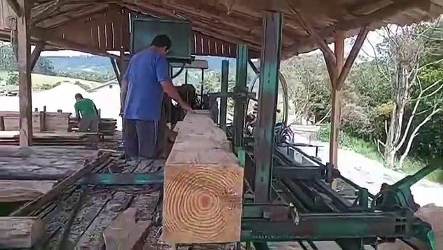 Árvores cortadas às margens da BR-470 vão virar moradia popular em SC