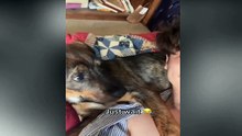 Funny TikTok Pets For You  6