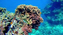 الحاجز المرجاني العظيم ضحية موجة 