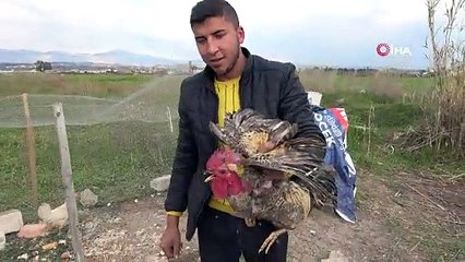 Önce 'Allah', sonra 'anne' diyen horoz canını kurtardı!