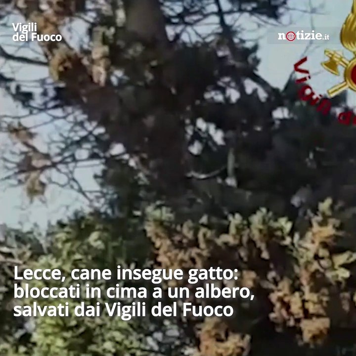 Lecce, cane insegue gatto: bloccati in cima a un albero, salvati dai Vigili  del Fuoco - Video Dailymotion