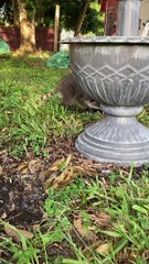 Cute Little Raccoon Plays With Water