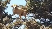 Lecce, soccorsi cane e gatto bloccati in cima ad un albero (25.03.22)
