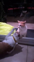 Cat Doesn’t Understand Glass Doors