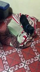 Dachshund Tucks Himself into Bed