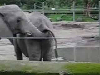 Elephant Eats Poop