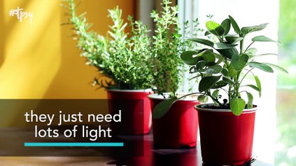 These Are the Six Easiest Herbs You Can Grow Inside