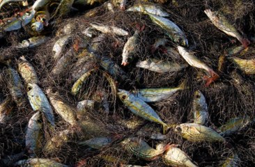 Green Law Group Threatens Legal Action Over EU's Unsustainable Fishing Quotas