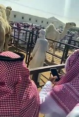 شاهد.. جمل بـ7 ملايين ريال في المملكة