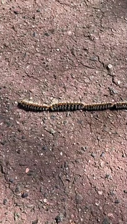 Train of Caterpillars