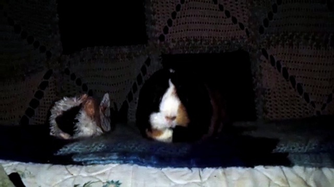 CAVIA PORCELLUS PARSLEY 102_8256