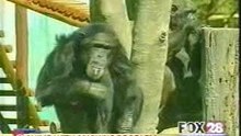 smoking ape