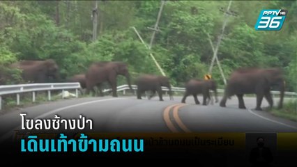 โซเชี่ยลแชร์คลิป โขลงช้างป่าเกือบ 40 ตัว เดินเท้าข้ามถนน | โชว์ข่าวเช้านี้
