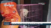 Polisi Gerebek Tempat Pemotongan Anjing, 6 Ekor Ditemukan Disembelih