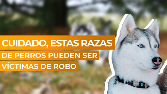 Estas son las razas de perros que pueden ser víctimas de robo de mascotas