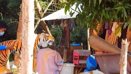 Funny Dog Troll Prank..Pets animals Life 2022