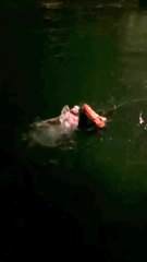 Denize atlayan genci bekçi kurtardı