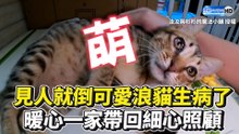 見人就倒可愛浪貓生病了 暖心一家帶回細心照顧