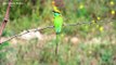 The Brilliant colors of Blue-Cheeked Bee Eater