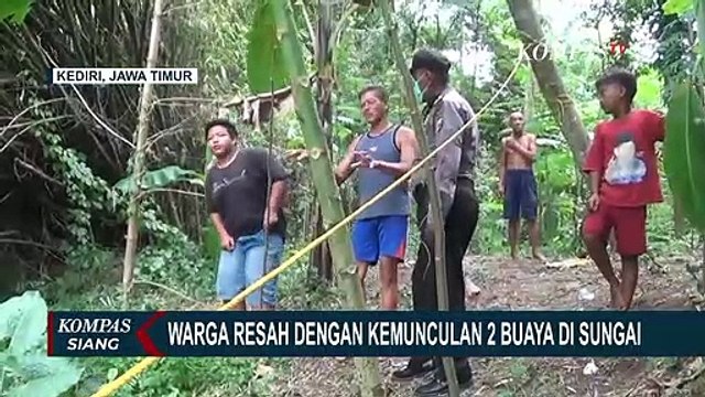 Warga Resah, 2 Buaya Muara Besar Muncul di Sungai Brantas