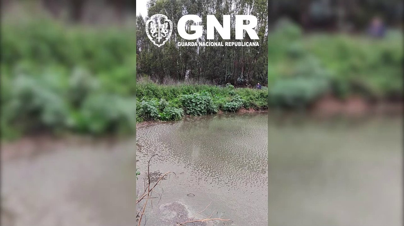 GNR detetou descarga ilegal de efluentes pecuários em Alvorninha