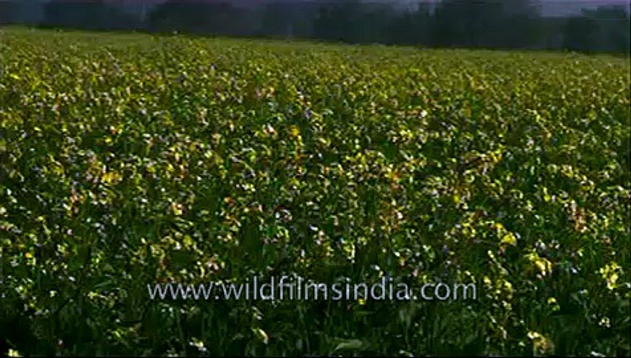 Blooming mustard flowers in a field in Abohar, Punjab