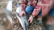 Batı Karadeniz kıyılarında boğulma sonucu 80 yunus öldü