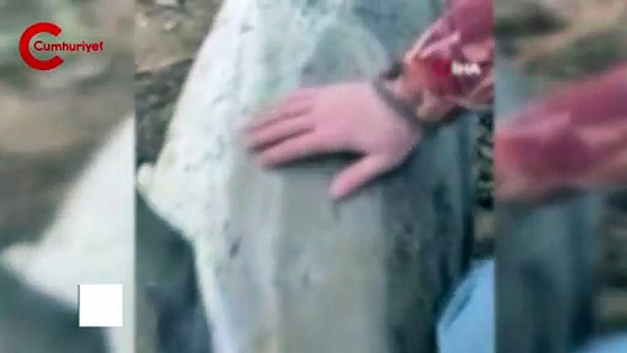 Eyüpsultan sahilinde 24 ölü yunus balığı kıyıya vurdu: İnceleme başlatıldı