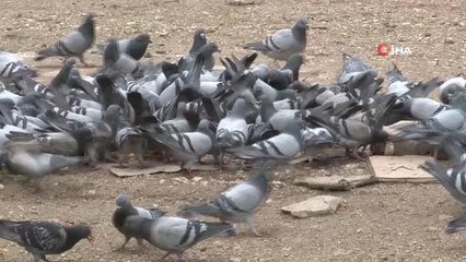 Çöplerdeki ekmekle 12 yıldır kuşları besliyor