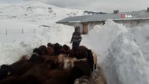 Karla mücadele ekipleri mahsur kalan koyun sürüsü için seferber oldu