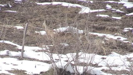 Doğada yiyecek arayan karacalar görüntülendi