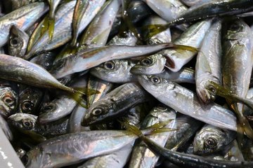 Tekirdağ'da hafta sonu tezgahın gözdesi "istavrit" oldu