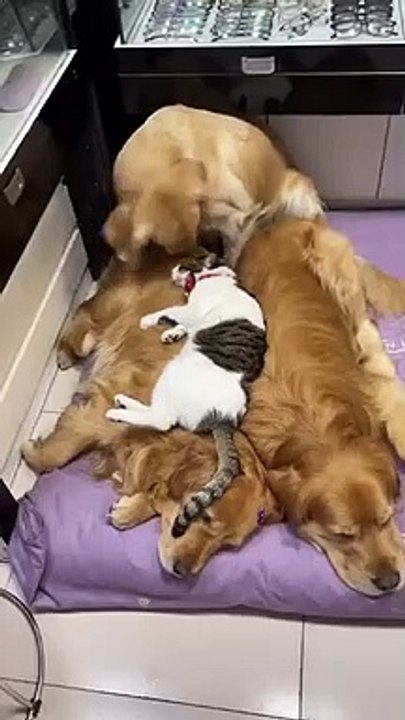 Dodge_to_the_side__#dogvideos_#ilovemydog_#dogslife_#doglove_#dogvideos_#dogsarelife_#dogs_#funny_#dogoftheday_#animalcute_#pet_